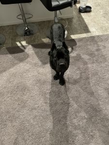Cane corso for sell