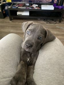 4 month old can corso puppy for sale