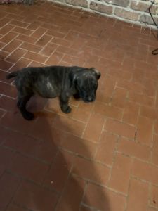 Puppies for sale