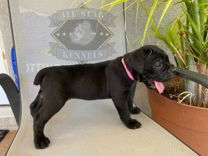 Cane corso females