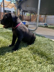 AKC /iccf Cane corso females