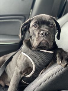 Gorgeous Black Cane Corso 6 months