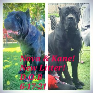 12 Cane Corso, Italian mastiff puppies. 2 weeks old