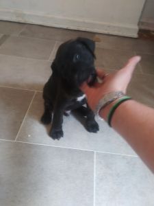 Cane Corso/Staffordshire