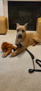 Purebred 7-Month Formintino Female for Sale