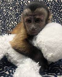 Emotional Filled Capuchin Monkeys Available
