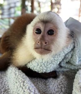 capuchin money for sale
