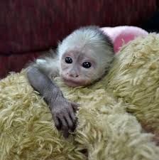 We've got an amazing Capuchin monkeys