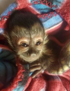 Quality Caouchin Monkeys