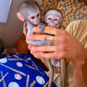 Two Beautiful Capuchin Monkeys Available.