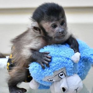 Capuchin Monkeys Available Whatsaap/TEXT (***) ***-***5