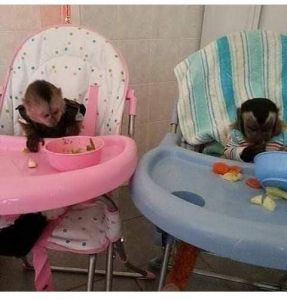 Sweat top hand raised capuchin monkey for sale pay in cash