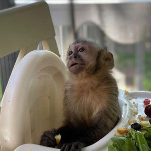 Capuchin Monkey for sale