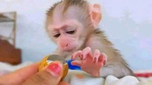 cpuchin monkey for sale