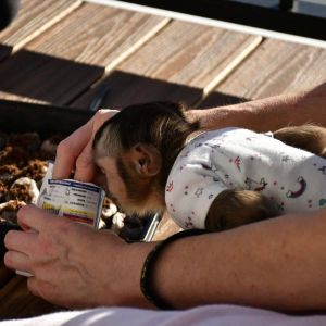 Adorable Capuchin Monkey