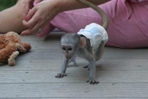 Lovely and Friendly baby capuchin monkey available