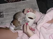 Three baby Capuchin monkeys available