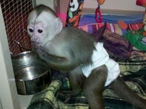 Adorable monkeys for adoption