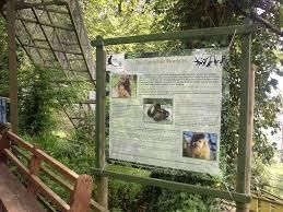 AkC Registered capuchin monkeys