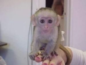 playful Capuchin Monkeys Text ***