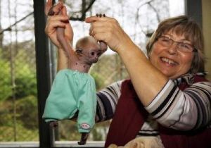 Outstanding baby monkeys for free adoption