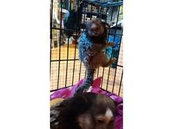 Marmoset Monkeys For Re Homing Text (***) ***-***5