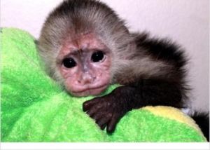 Energetic Capuchin Monkeys for Adoption