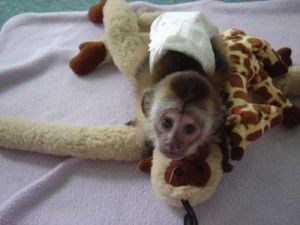 tamed pair capuchin monkeys for your family