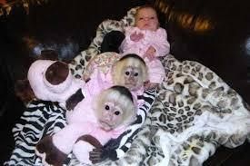 Top quality baby capuchin monkeys