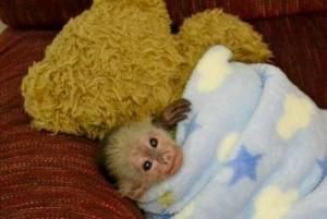 Nice Capuchin Monkey