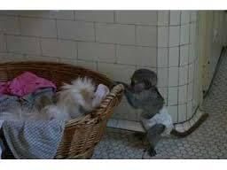 capuchin monkeys babies ready for life