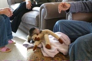 Baby Capuchin Monkeys Text Us At ***