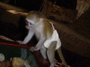 Sweet Capuchin Monkey Text Us At ***