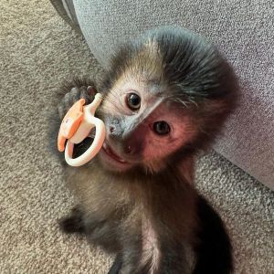 Energetic Capuchin monkeys available