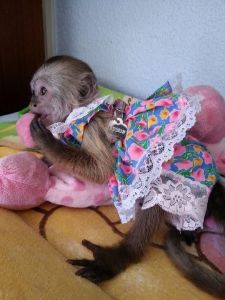 Gorgeous Capuchin Monkeys Now Available