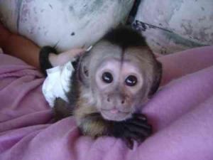 Lovely 14 Weeks Capuchin Monkeys For Adoption,