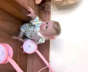 Adorable capuchin monkey