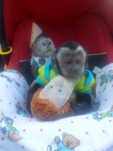 Male and Female Capuchin Monkeys Available