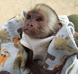 Capuchin for sale he is being hand raised