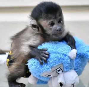 ADORABLE CAPUCHIN MONKEY