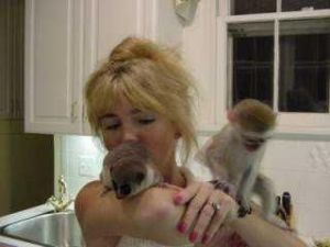 op quality baby capuchin monkeys