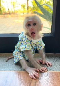 Pigtails macaque monkey for adoption