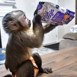 Tamed Capuchin monkeys for adoption