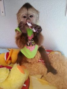Capuchin Monkey For Sale Sms (***) ***-***4)