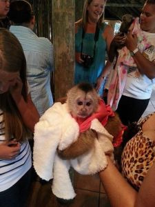 White Faced Capuchin Monkeys Text.(***) ***-***9