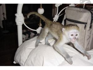 Capuchins Monkey Excellent Capuchin monkeys