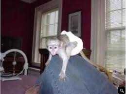 Baby/capuchin monkeys