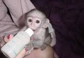 Cute male/female Capuchin monkeys