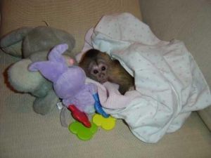 Adorable and Sweet Capuchin