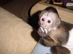 Gorgeous Black And White Capuchin Female